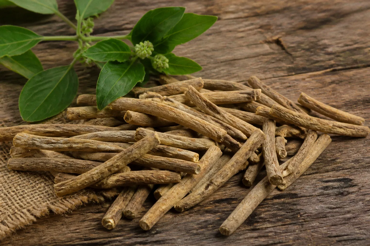 Ashwagandha et stress : 8 options à comparer en 2026