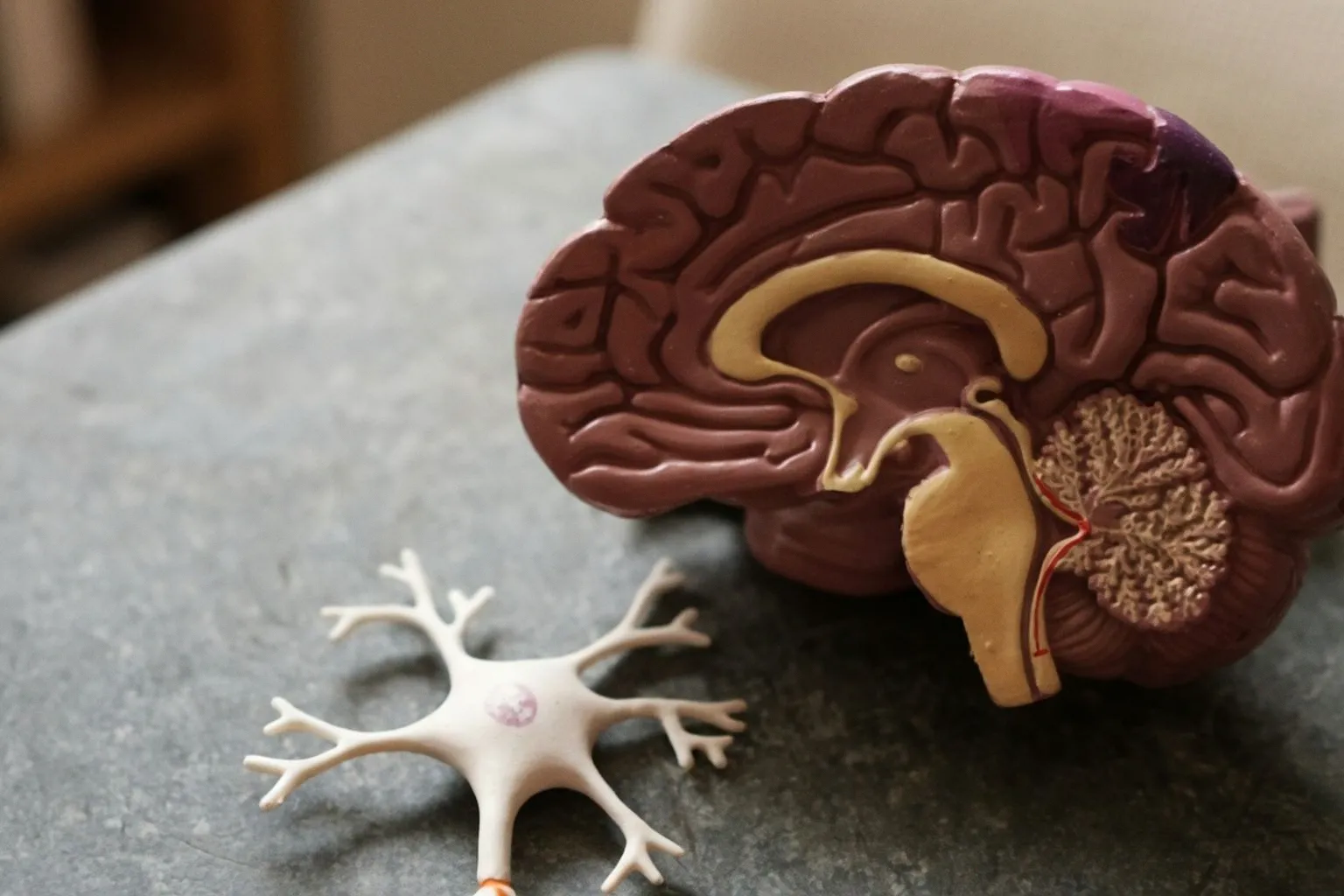 Réguler ses émotions : un entraînement cérébral pour apaiser le stress